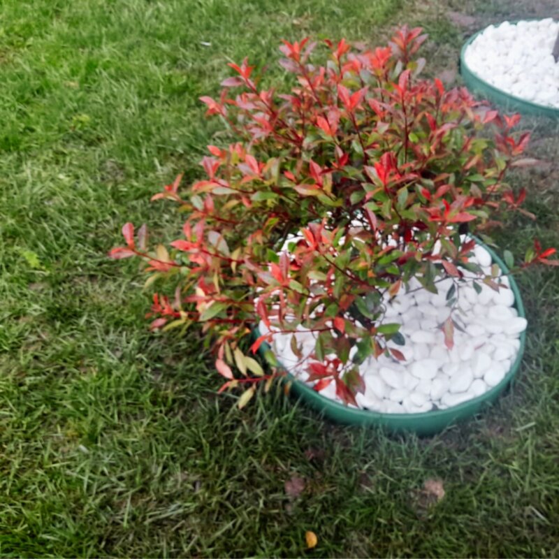 Green Expert Amaden - Amenajari, Intretinere gradina