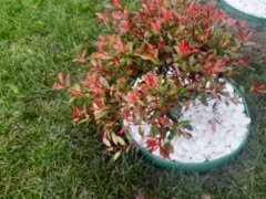 Green Expert Amaden - Amenajari, Intretinere gradina